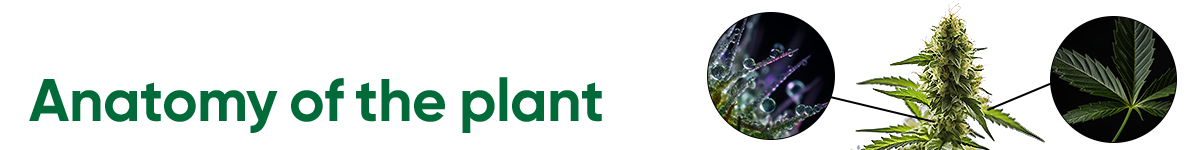 Anatomy of the plant