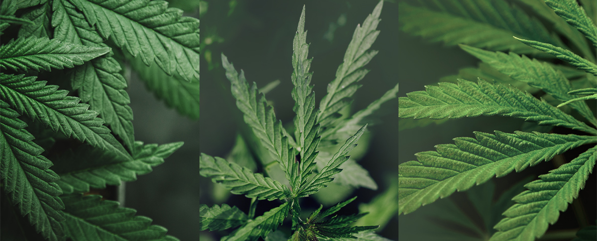 Indica, sativa, hybride : au-delà des catégories de cannabis