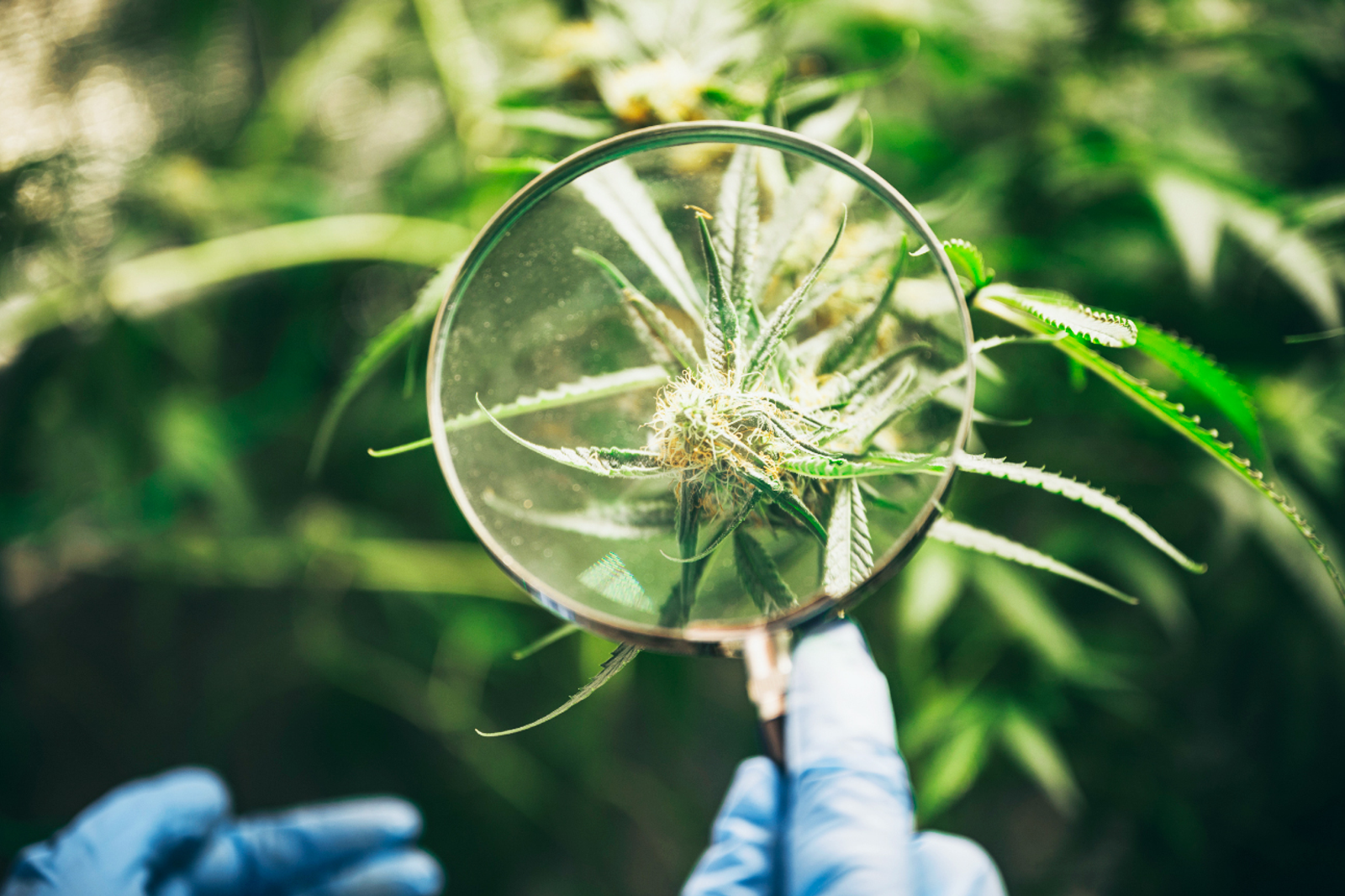 Visite en laboratoire d’analyse du cannabis 