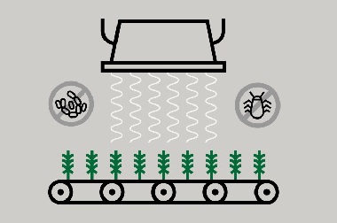 Irradiation du cannabis