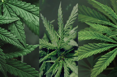 Indica, sativa, hybride