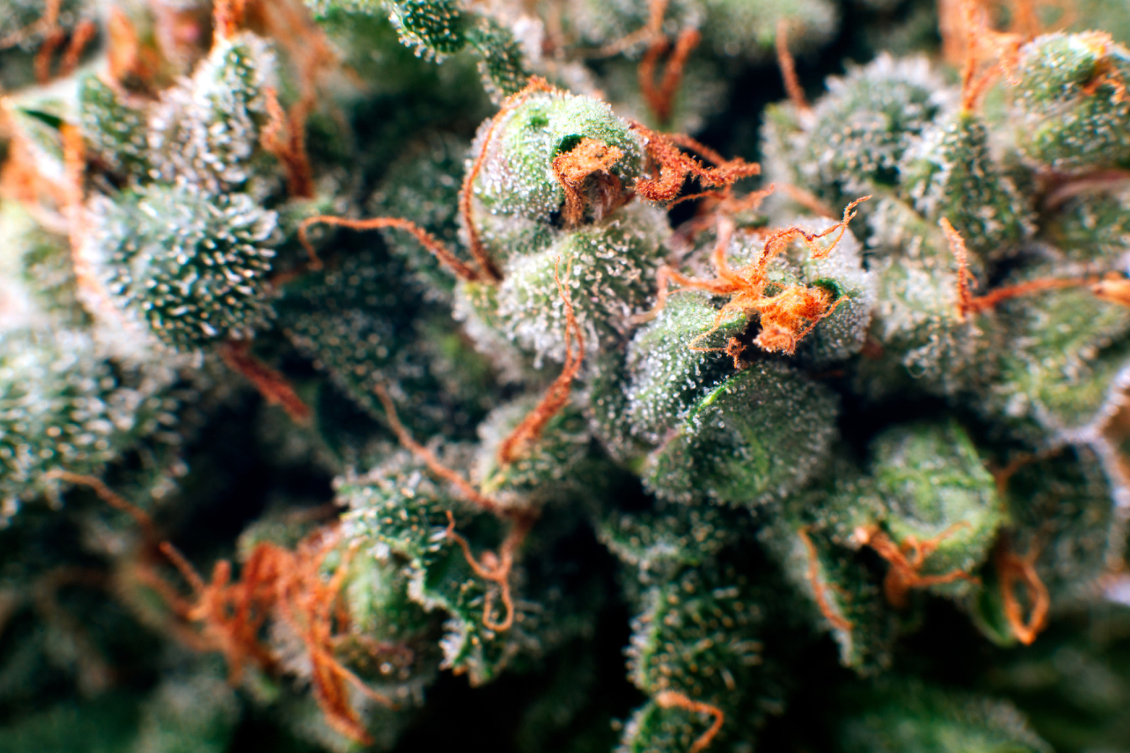 Why do products’ THC and CBD levels vary from batch to batch?