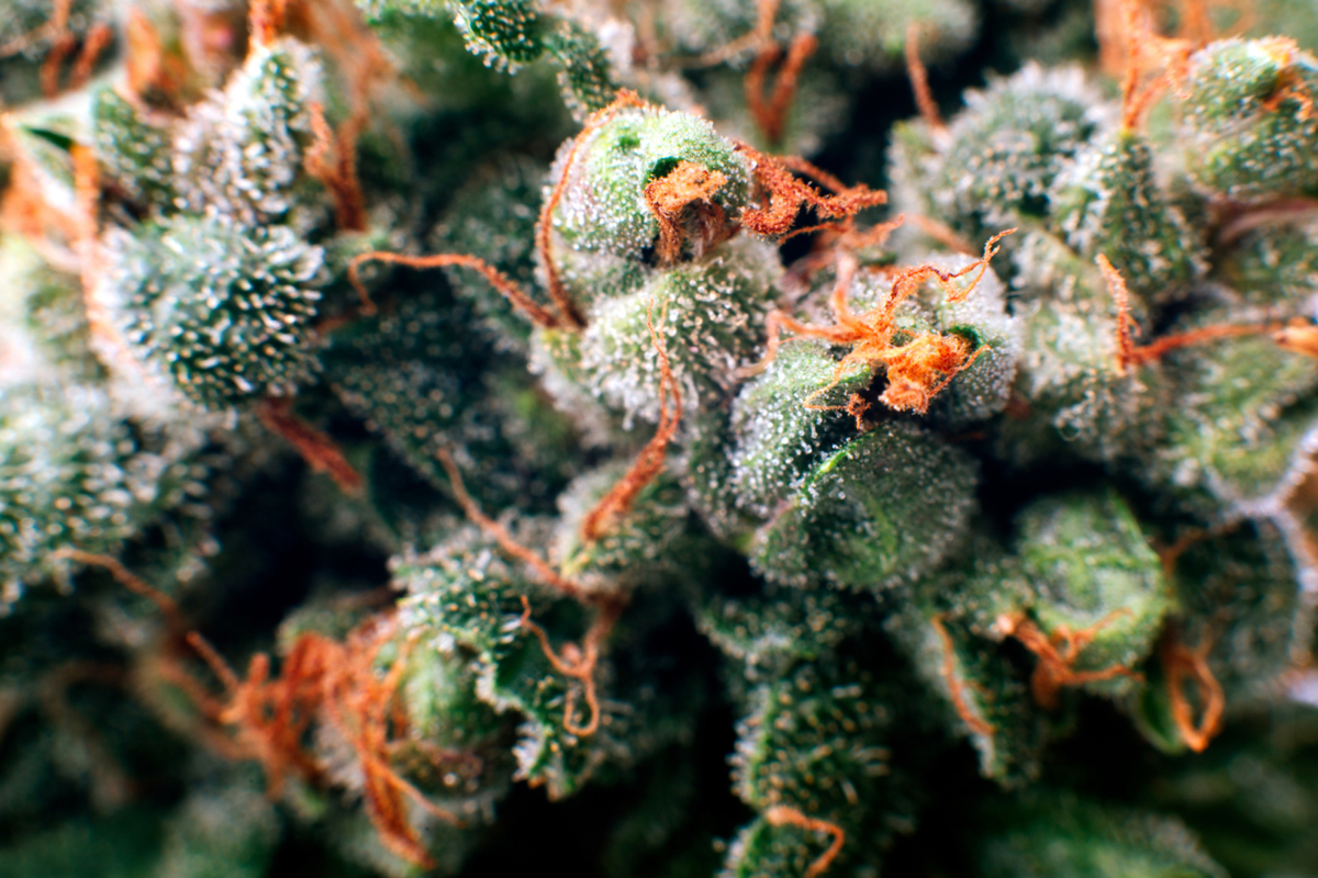 Taux de concentration de cannabinoïdes Taux de concentration de cannabinoïdes