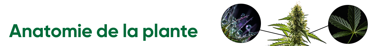 Anatomie de la plante