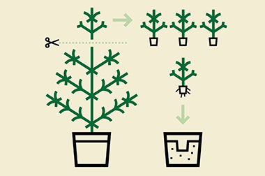 Découvrez les 3 principaux types de production de cannabis Découvrez les 3 principaux types de production de cannabis